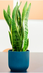 Snake Plant